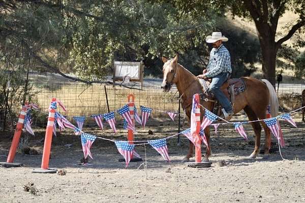 beginner-quarter-horse