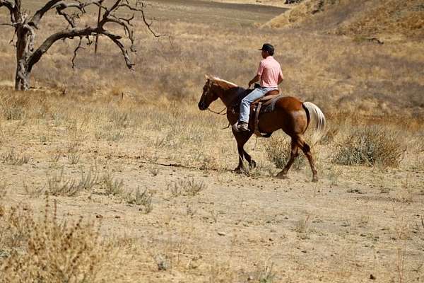 husband-safe-quarter-horse