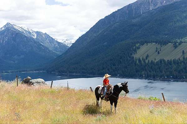 beginner-safe-quarter-horse