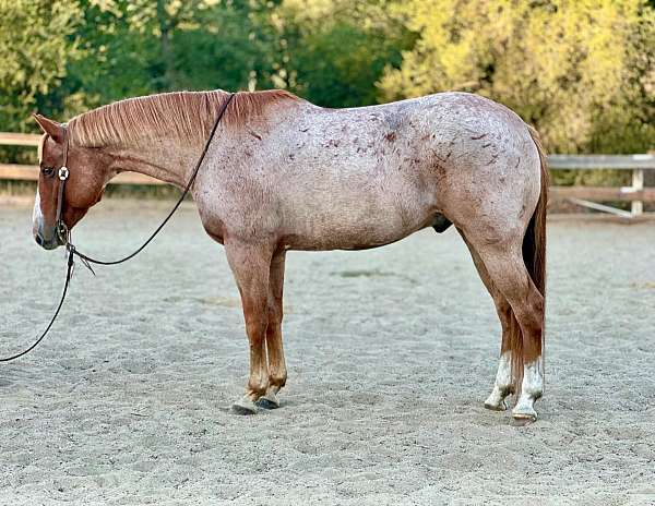 red-roan-blaze-horse