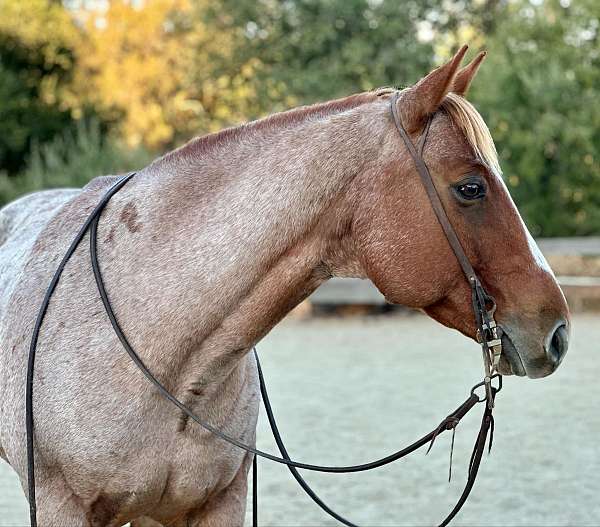 beginner-safe-quarter-horse