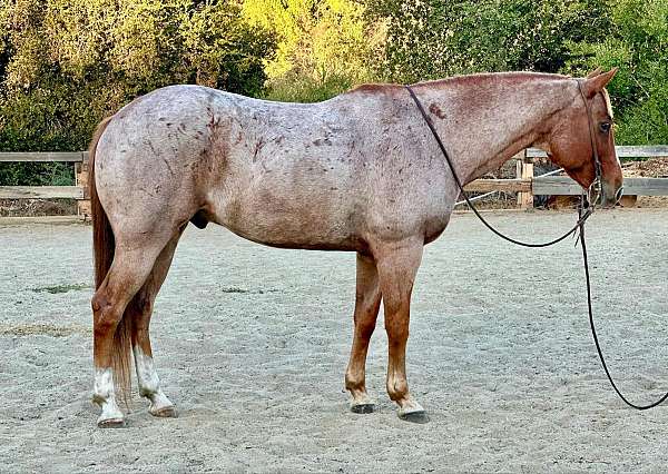 ranch-work-quarter-horse