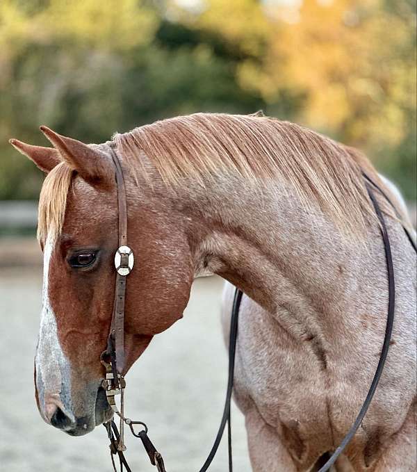 family-horse-quarter