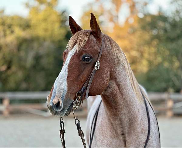 trail-quarter-horse