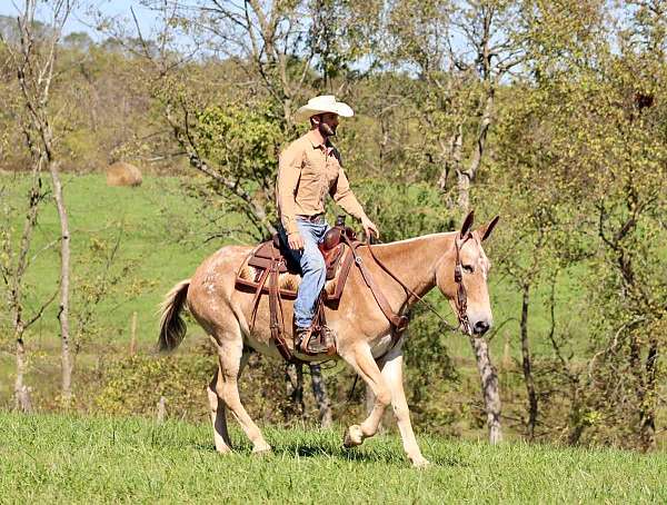 ranch-work-quarter-horse