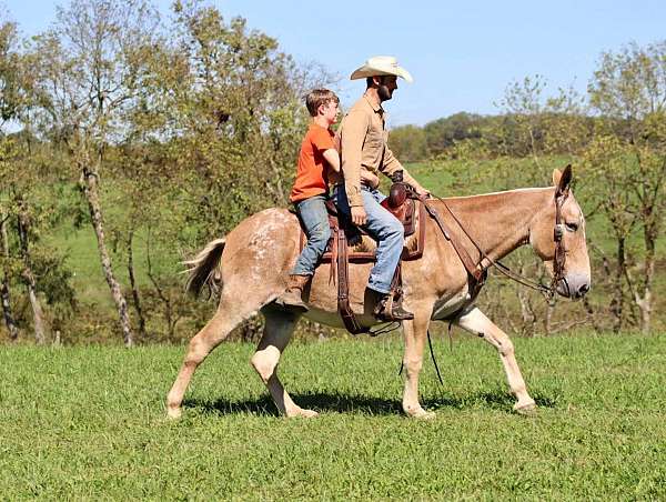 beginner-safe-quarter-horse