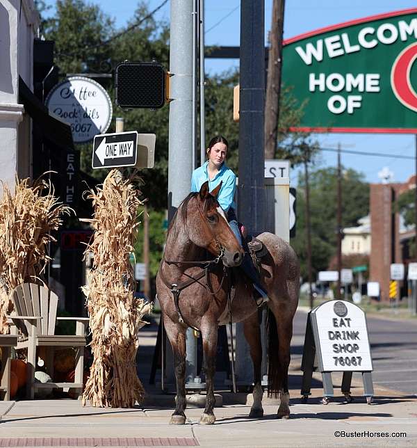 ranch-work-quarter-horse