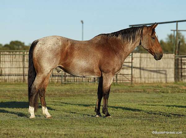 star-rear-socks-horse