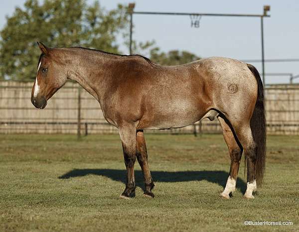 beginner-safe-quarter-horse