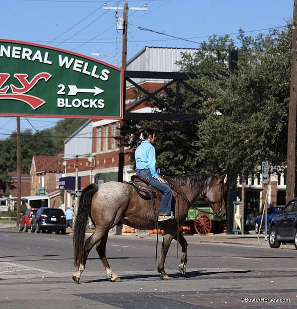 trail-quarter-horse