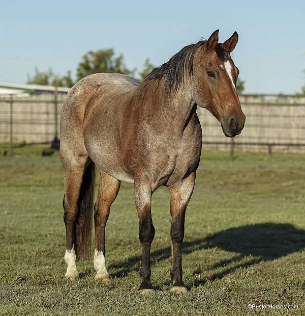 all-around-quarter-horse