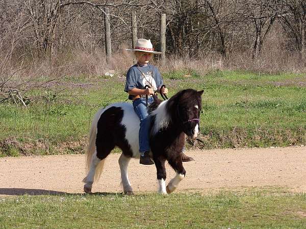 star-rear-socks-horse