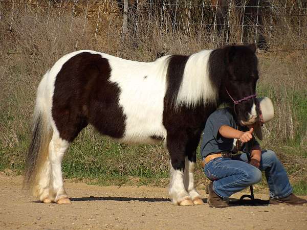 beginner-safe-quarter-horse