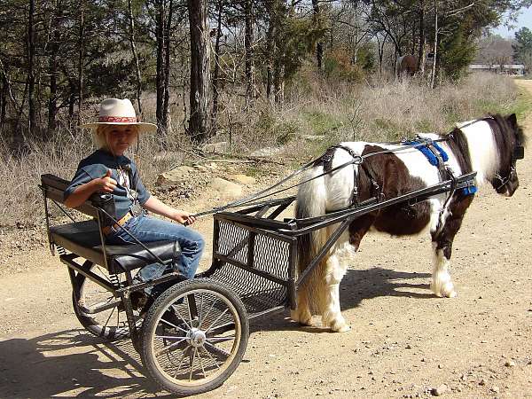 family-horse-quarter