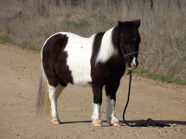 ranch-work-quarter-horse