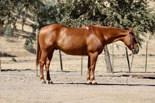 ranch-work-quarter-horse