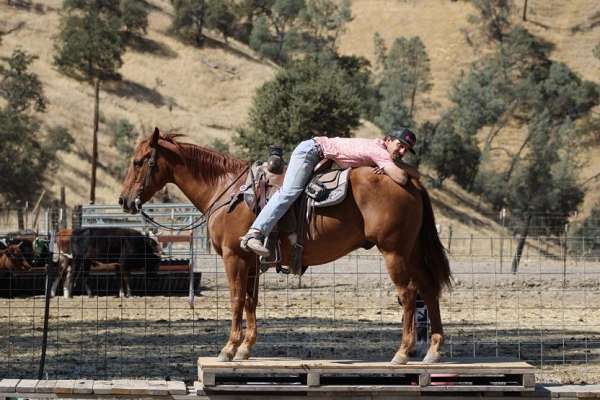 ranch-quarter-horse