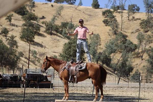 ranch-versatility-quarter-horse