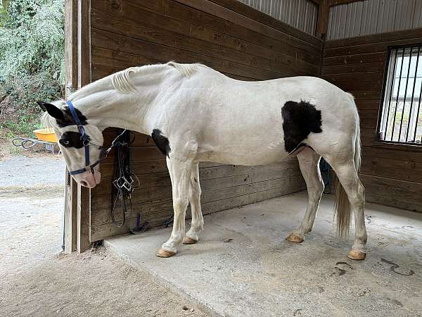 western-dress-pinto-horse