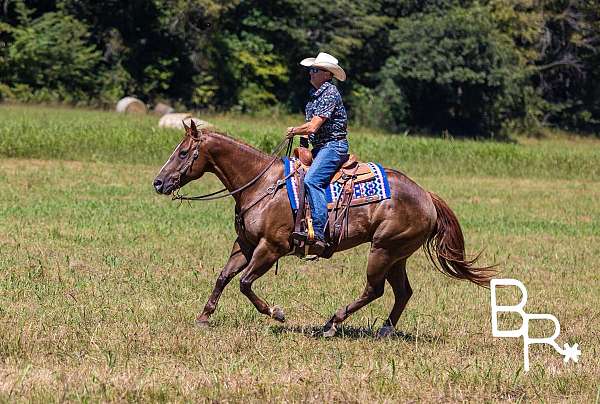 west-coast-whiz-gelding