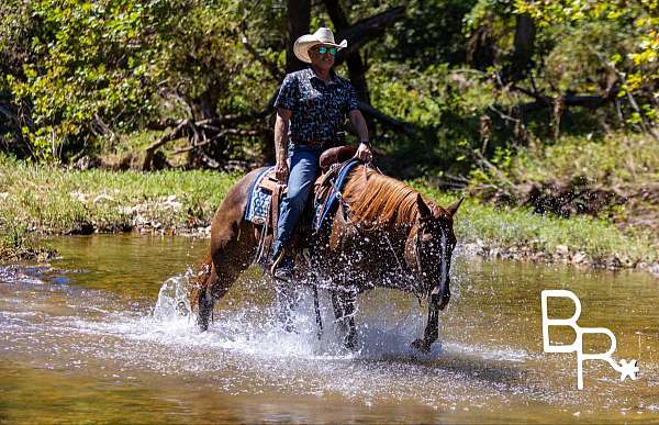 aqha-quarter-horse