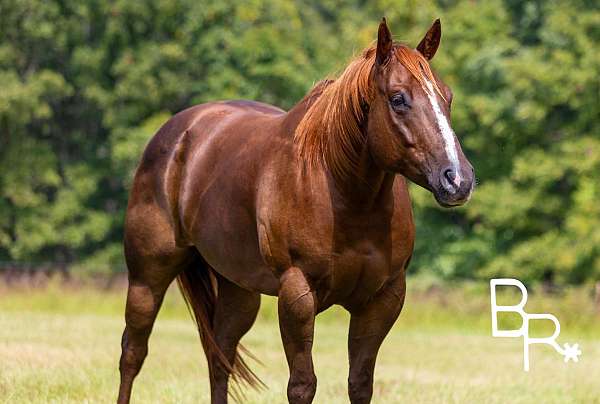 aqha-palomino-quarter-horse