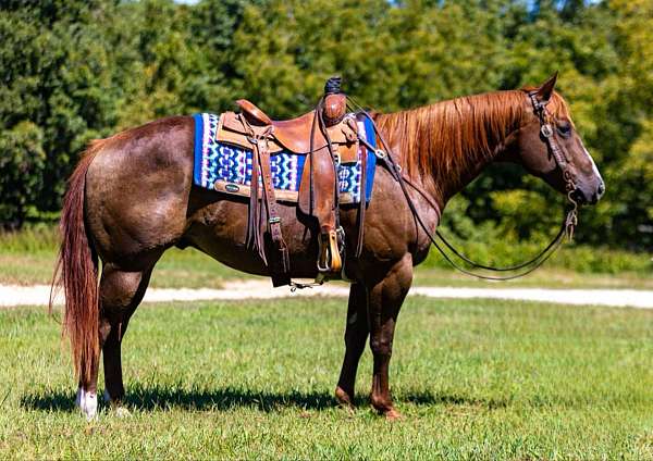 barrel-prospect-quarter-horse