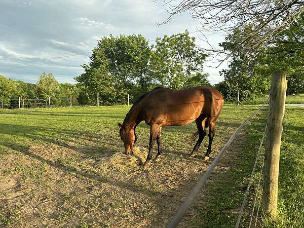 bay-star-horse