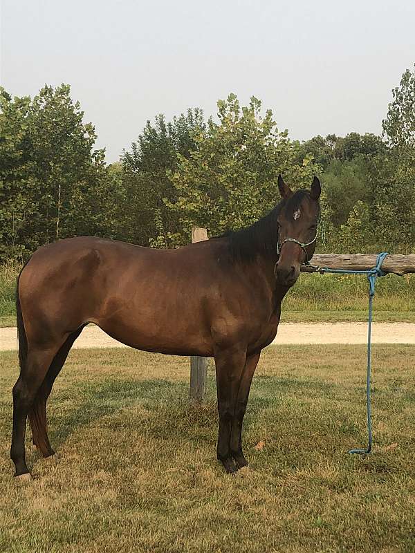 aqha-quarter-horse