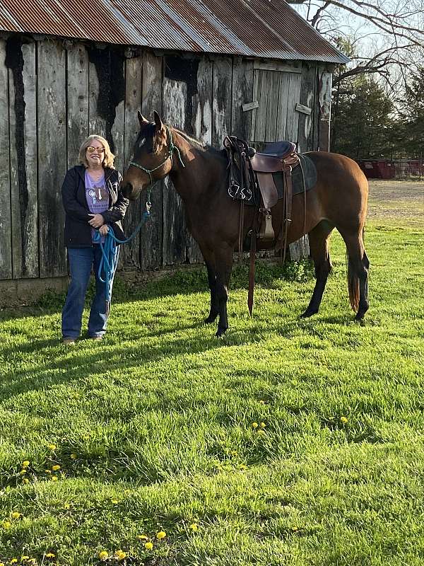 bay-quarter-horse-mare