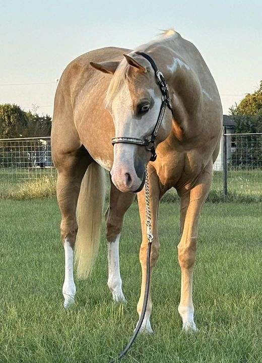 halter-stallion-paint-palomino-horse