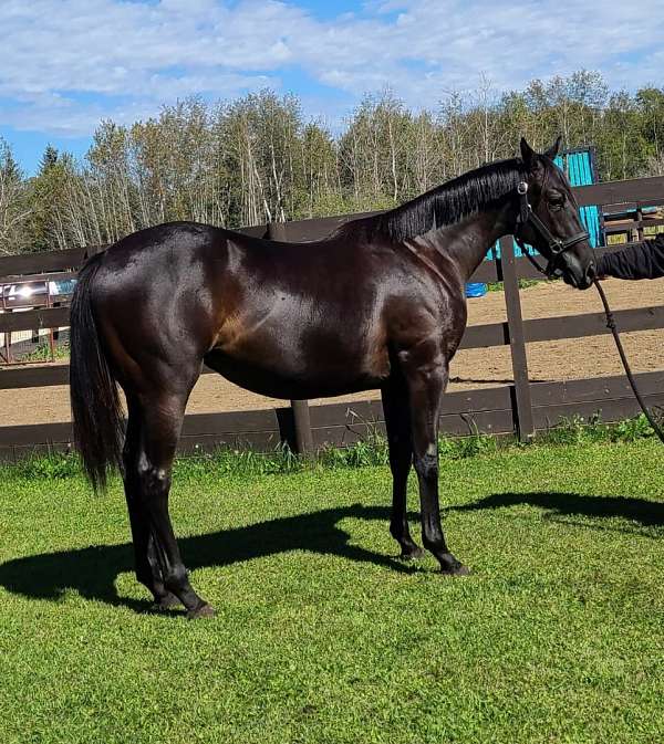 brown-dark-almost-black-horse