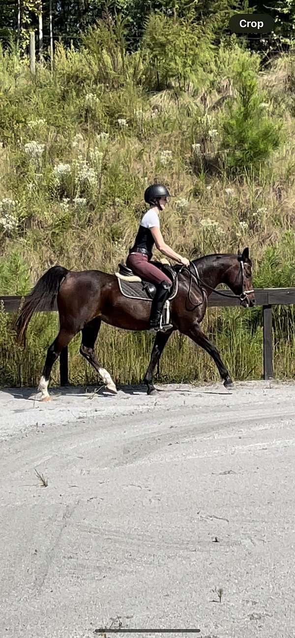 bay-all-around-pony