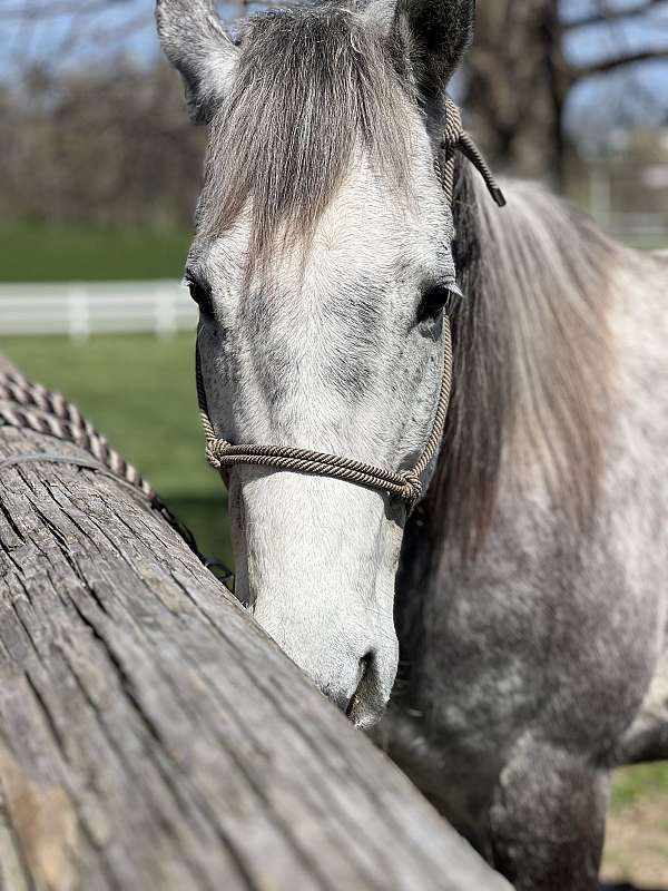 dappled-quarter-horse