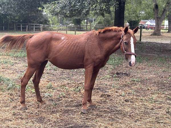 quarter-pony-mare