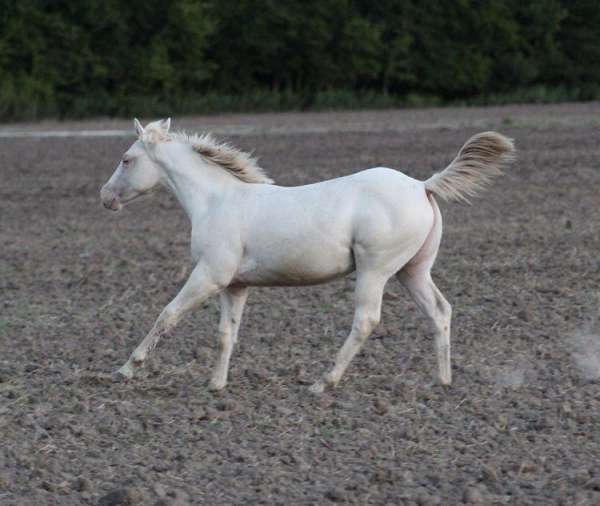 all-around-quarter-horse