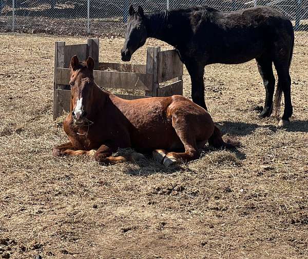 standardbred-gelding