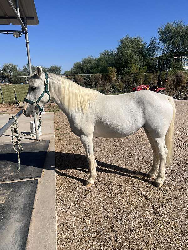 grey-white-with-paint-markings-horse