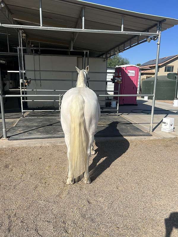 lope-gypsy-vanner-horse