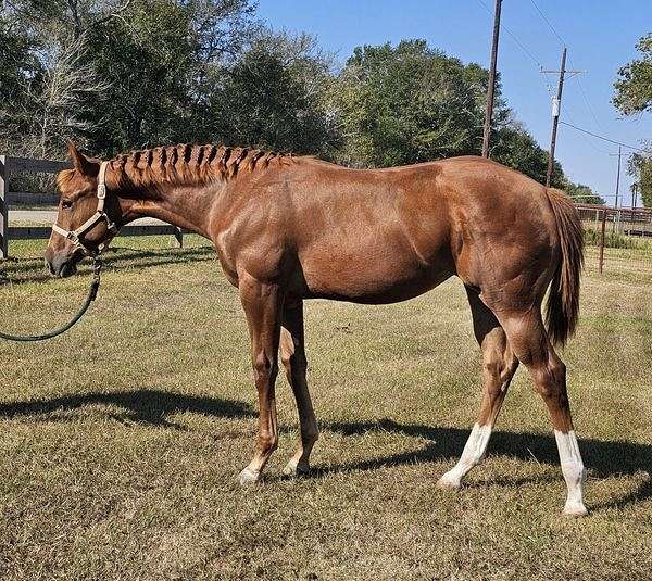 aphc-paint-filly