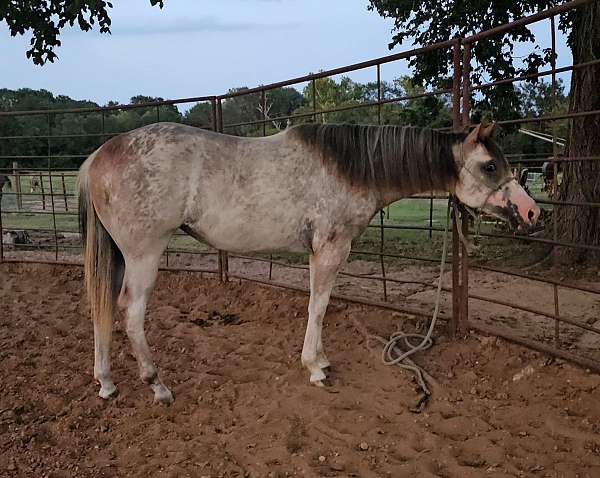 sabino-apha-horse