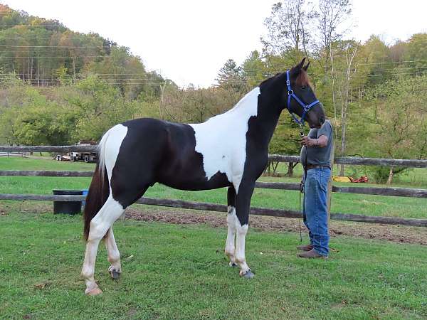 4-white-stockings-horse