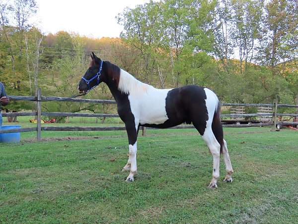 tobiano-4-white-stockings-horse