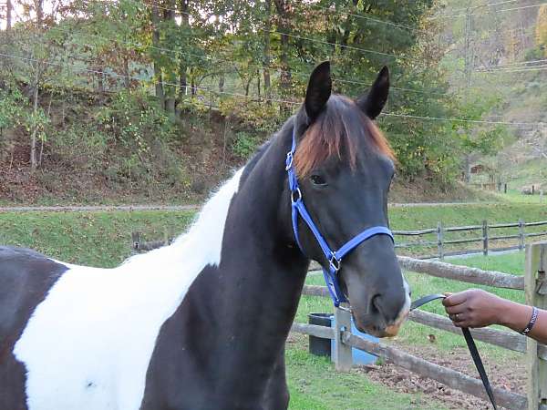 all-around-tennessee-walking-horse
