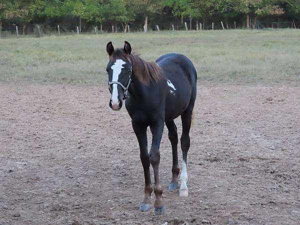 sabino-blaze-rear-sock-horse