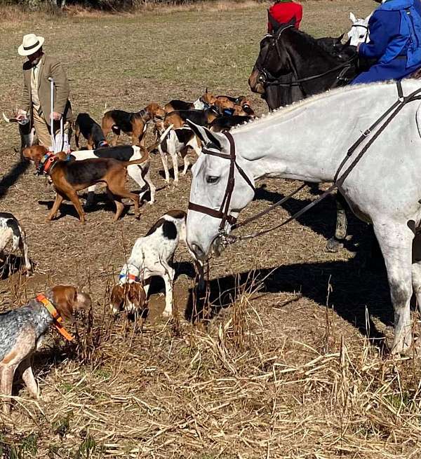 ihr-irish-draught-gelding