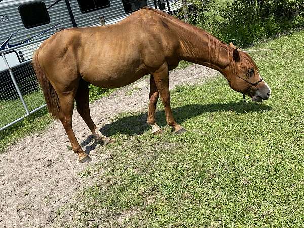 lots-of-hair-quarter-horse