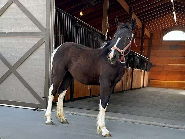 black-four-high-white-socks-horse