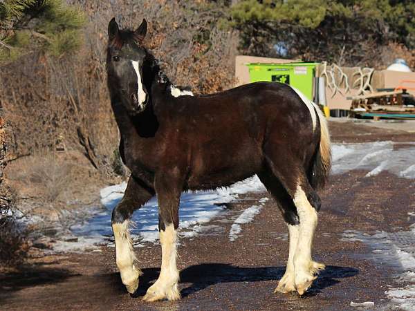 black-four-high-white-socks-horse