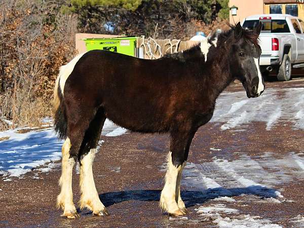 all-vaccines-draft-horse